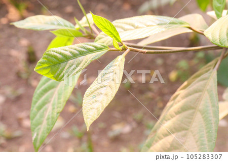 Averrhoa bilimbi leaf with tree for harvest Averrhoa bilimbi leaf with tree for harvest 105283307