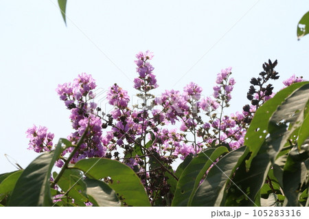 Lagerstroemia speciosa flower plant on farm Lagerstroemia speciosa flower plant on farm 105283316