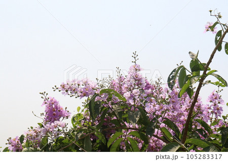 Lagerstroemia speciosa flower plant on farm Lagerstroemia speciosa flower plant on farm 105283317