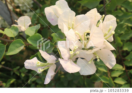 Bougainvillea spectabilis flower plant on nursery Bougainvillea spectabilis flower plant on nursery 105283339