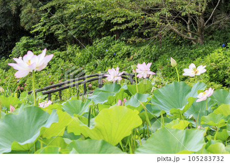 穴虫の郷 満開のあじさいとハス 穴虫の郷 満開のあじさいとハス 105283732