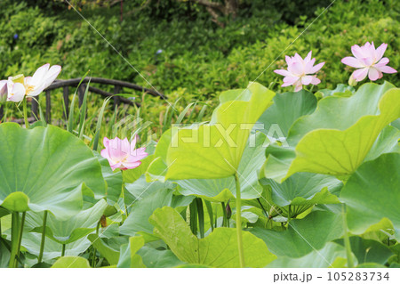 穴虫の郷　満開のあじさいとハス 105283734
