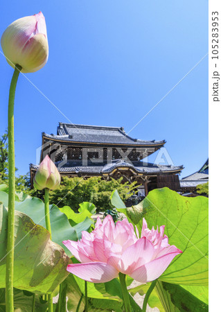 高田本山専修寺に咲くハス 高田本山専修寺に咲くハス 105283953