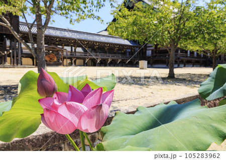 高田本山専修寺に咲くハス 高田本山専修寺に咲くハス 105283962