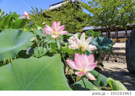 高田本山専修寺に咲くハス 105283963