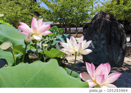 高田本山専修寺に咲くハス 105283964