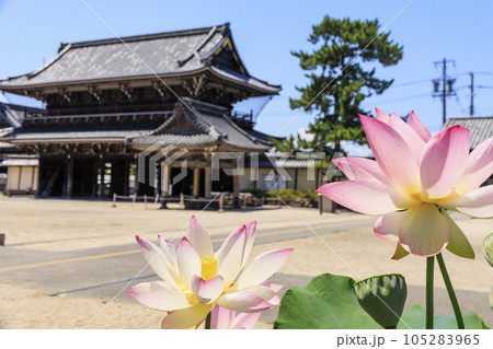 高田本山専修寺に咲くハス 105283965