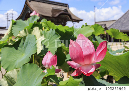 高田本山専修寺に咲くハス 105283966