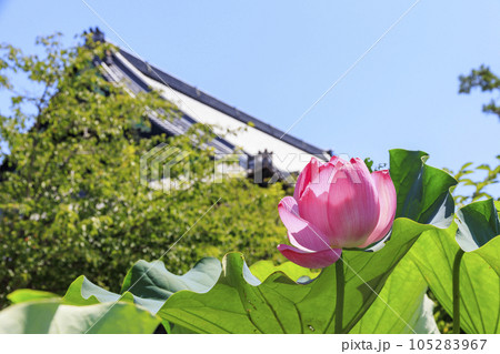 高田本山専修寺に咲くハス 105283967
