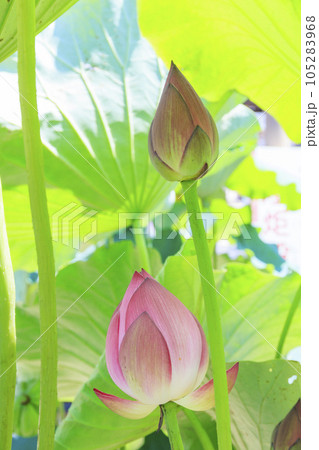 高田本山専修寺に咲くハス 高田本山専修寺に咲くハス 105283968