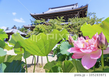 高田本山専修寺に咲くハス 105283971