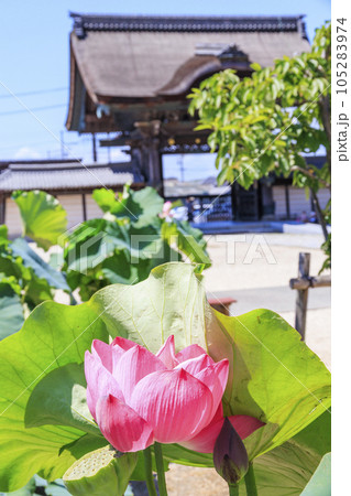 高田本山専修寺に咲くハス 高田本山専修寺に咲くハス 105283974