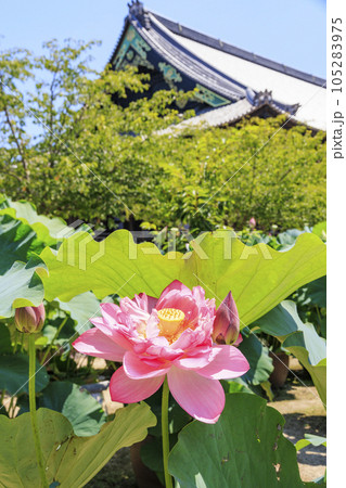 高田本山専修寺に咲くハス 高田本山専修寺に咲くハス 105283975