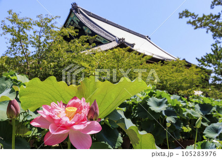 高田本山専修寺に咲くハス 高田本山専修寺に咲くハス 105283976
