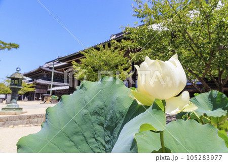 高田本山専修寺に咲くハス 高田本山専修寺に咲くハス 105283977