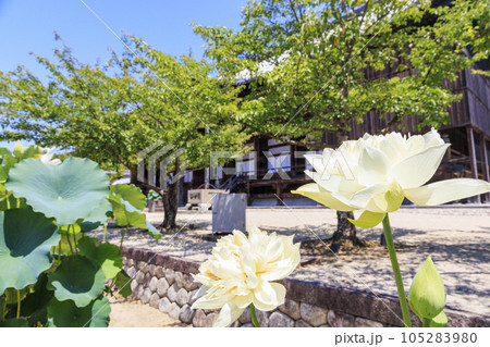 高田本山専修寺に咲くハス 高田本山専修寺に咲くハス 105283980