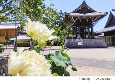 高田本山専修寺に咲くハス 105283981