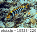 ムスジコショウダイ 105284220