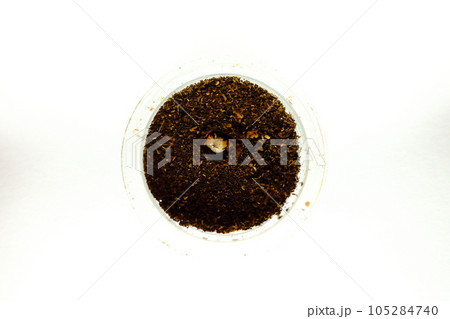 オオクワガタ カブトムシ クワガタムシ 幼虫 夏休み 子供 オオクワガタ カブトムシ クワガタムシ 幼虫 夏休み 子供 105284740