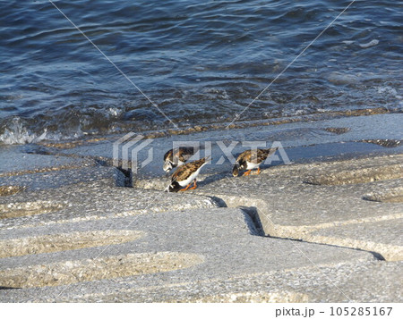検見川浜の海岸に姿を見せた綺麗な小鳥キョウジョシギ 105285167