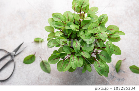 A pot with fresh sorrel microgreens A pot with fresh sorrel microgreens 105285234