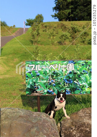 夏の鳩山町愛郷の里のブルーベリー園の看板の前で笑顔で見つめるボストンテリアのマイティ君♡ 夏の鳩山町愛郷の里のブルーベリー園の看板の前で笑顔で見つめるボストンテリアのマイティ君♡ 105285279