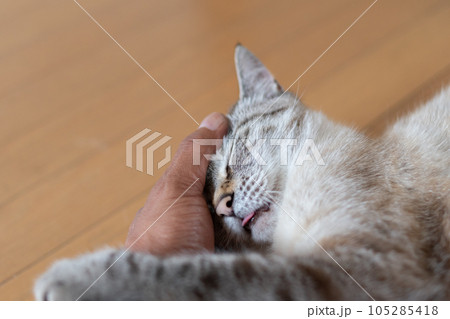 ネコを撫でる 105285418