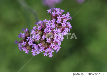 初夏の庭に咲くバーベナボナリエンシスの紫色の花 105285467