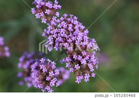 初夏の庭に咲くバーベナボナリエンシスの紫色の花 初夏の庭に咲くバーベナボナリエンシスの紫色の花 105285468