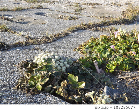 検見川浜の海岸のハマボウフウの白い花茎 105285677