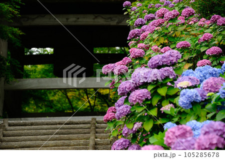 紫陽花の名所の風景 105285678