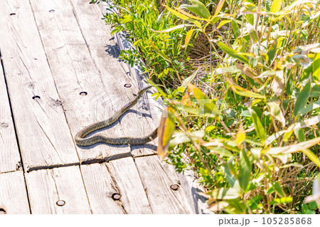 神仙沼　遊歩道　木道　蛇　マムシ 105285868