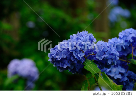 紫陽花の名所の風景 105285885