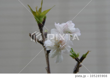 台湾 桜 さくら 105285908