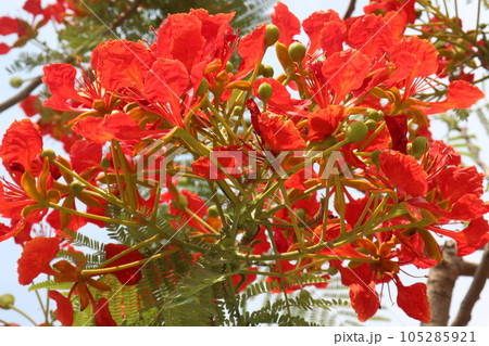 red colored Delonix regia flower on tree 105285921
