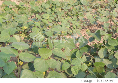 mung bean on tree in farm 105285941