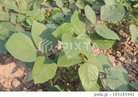 mung bean on tree in farm 105285942