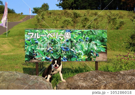 夏の鳩山町愛郷の里ブルーベリー園の看板の前で可愛く見つめるボストンテリアのマイティ君♡ 105286018