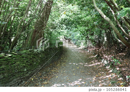 イギリス　ウィンダミア　森へ入る道 105286041