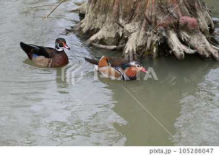 尾長鴨 カモ科 鳥綱 105286047