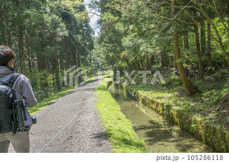 奥入瀬の遊歩道を歩く旅行者 105286118