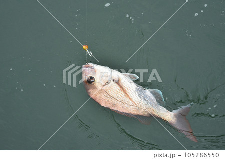 釣った魚が海面に浮いてきた 釣った魚が海面に浮いてきた 105286550