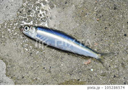 釣りたてのイワシ 105286574