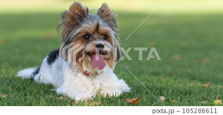 Portrait of Biewer terrier with her tongue out in the grass. Portrait of Biewer Yorkshire Terrier in the park Portrait of Biewer terrier with her tongue out in the grass. Portrait of Biewer Yorkshire Terrier in the park 105286611