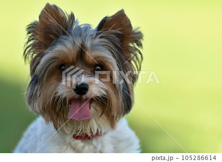 Portrait of Biewer terrier with her tongue out in the grass. Portrait of Biewer Yorkshire Terrier in the park Portrait of Biewer terrier with her tongue out in the grass. Portrait of Biewer Yorkshire Terrier in the park 105286614