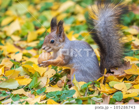 Autumn squirrel with nut sits on green grass with fallen yellow leaves 105286743