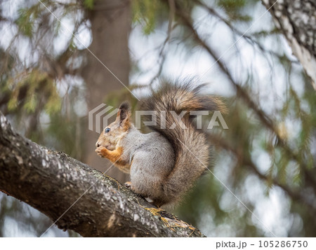 The squirrel with nut sits on tree in the autumn. Eurasian red squirrel, Sciurus vulgaris. The squirrel with nut sits on tree in the autumn. Eurasian red squirrel, Sciurus vulgaris. 105286750