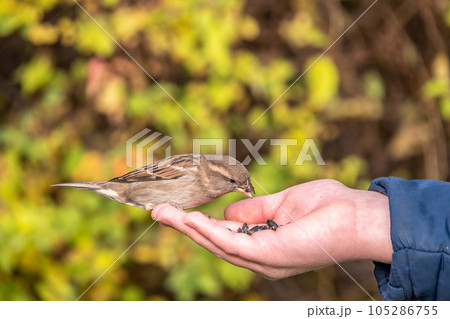 The boy feeds the birds with seeds from his hand. Sparrow eats seeds from the boy's hand 105286755