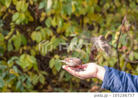 The boy feeds the birds with seeds from his hand. Sparrow eats seeds from the boy's hand 105286757
