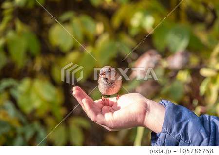 The boy feeds the birds with seeds from his hand. Sparrow eats seeds from the boy's hand 105286758